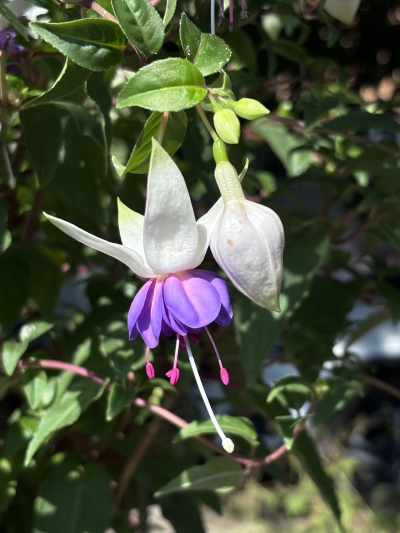 Fuchsia Hanging Basket