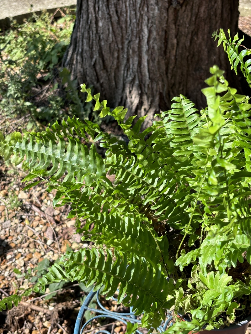 Boston Fern