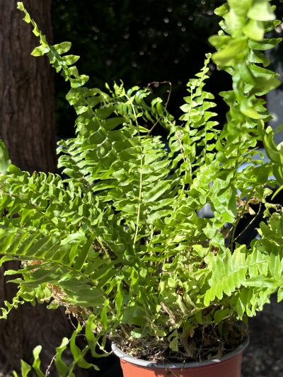 Boston Fern