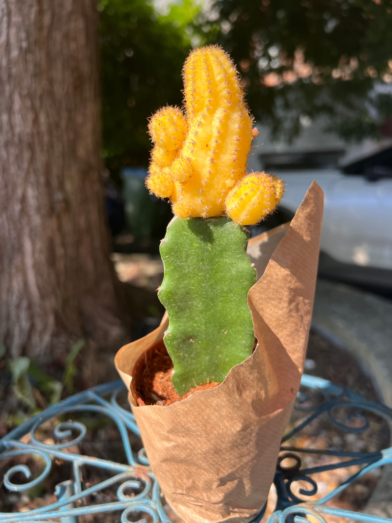 Assorted Cacti