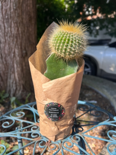 Assorted Cacti