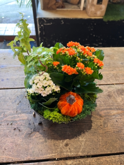 Autumn Kalanchoe and pumpkin planter