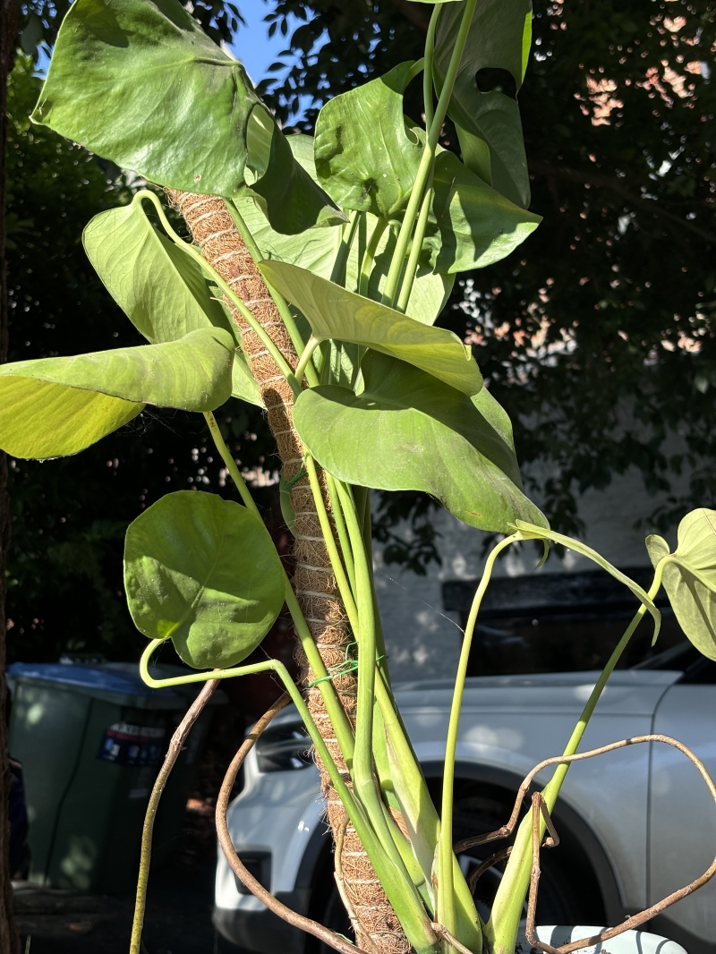 Monstera Deliciosa