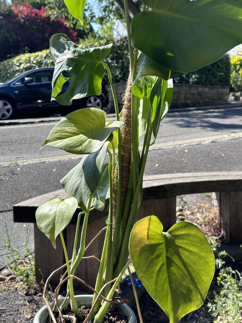 Monstera Deliciosa