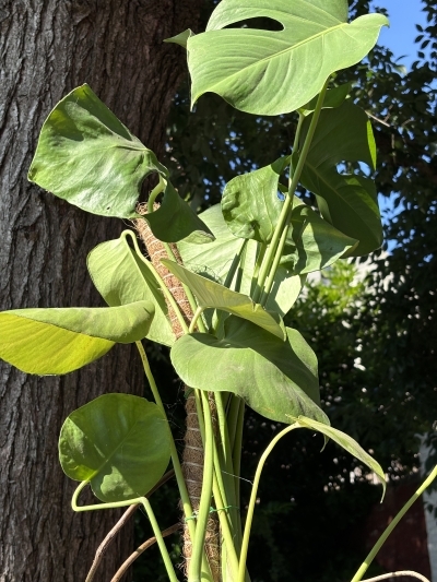 Monstera Deliciosa