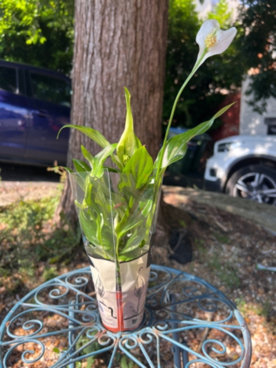 Peace Lily Small