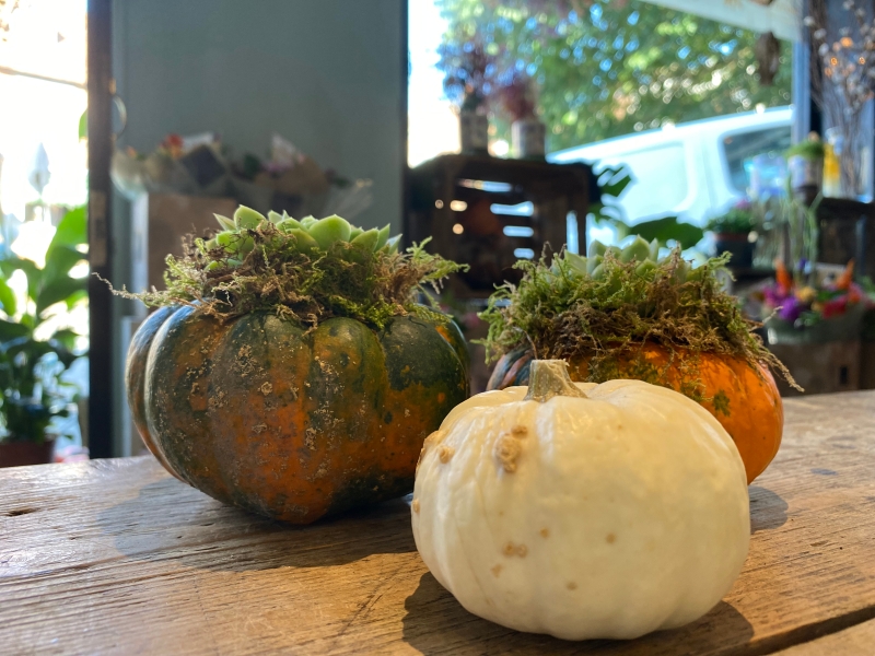 Trio of succulent Mini Pumpkin