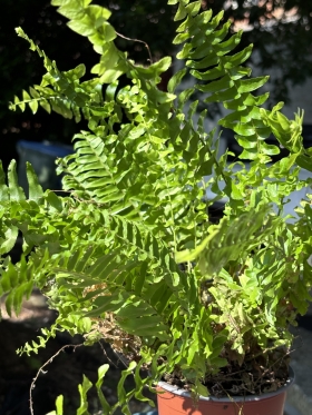 Boston Fern