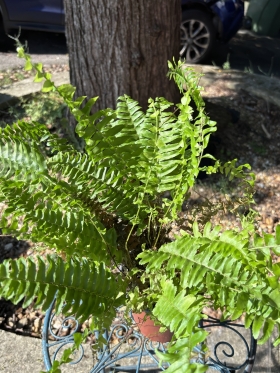 Boston Fern