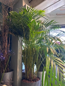 Large Dypsis Fern