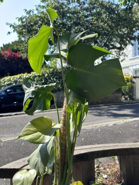 Monstera Deliciosa