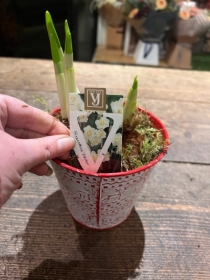 Narcissi in Zinc reindeer container