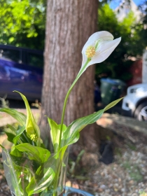 Peace Lily Small