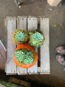 Trio of succulent Mini Pumpkin